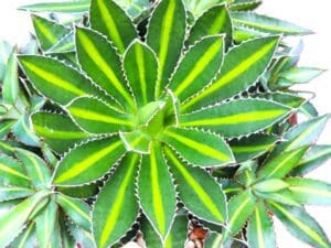 Agave Splendida colorful compact plants