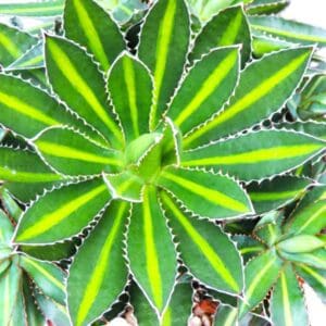 Agave Splendida colorful compact plants