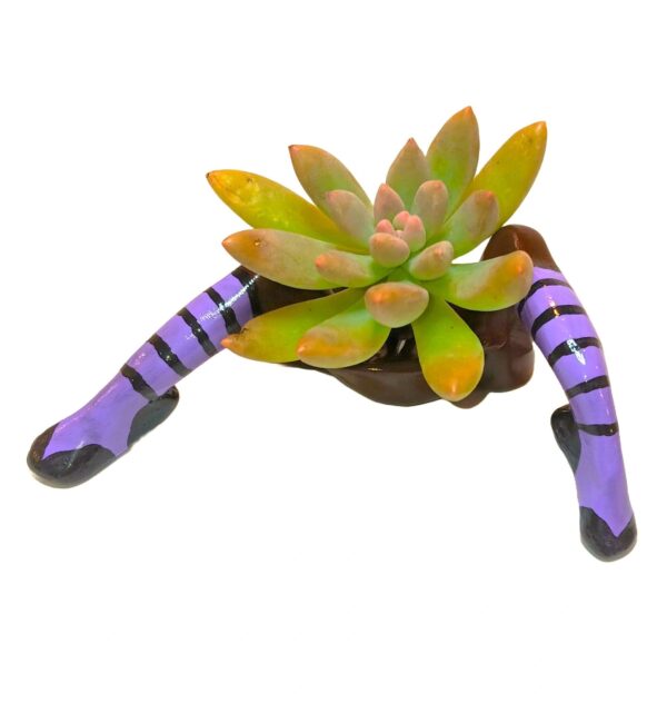 A plant with legs and socks on it.