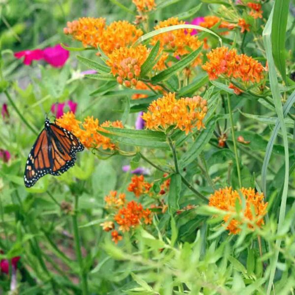 A butterfly is sitting on the flower of an orange plant.