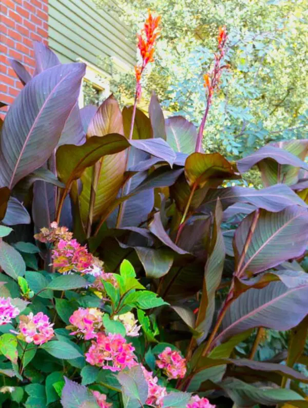 A close up of some plants in the garden