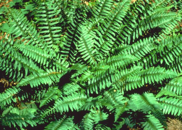 A close up of the leaves on a plant