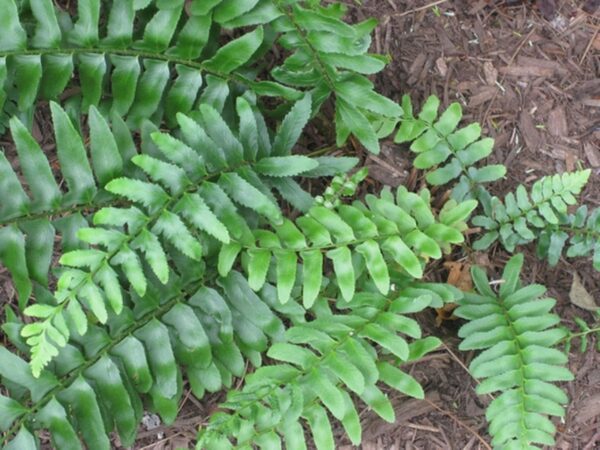 A close up of some green leaves on the ground
