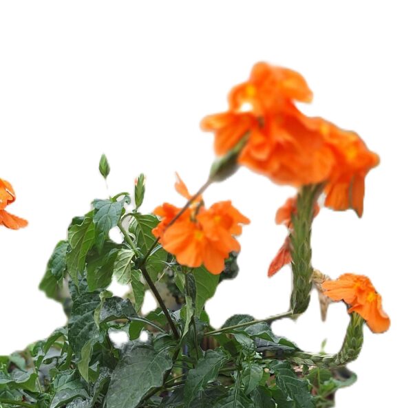 A close up of some orange flowers with green leaves