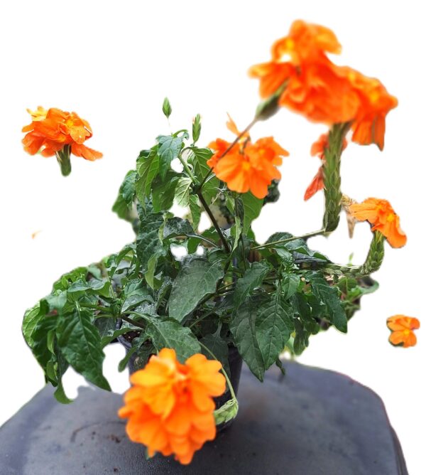 A close up of some orange flowers in a pot