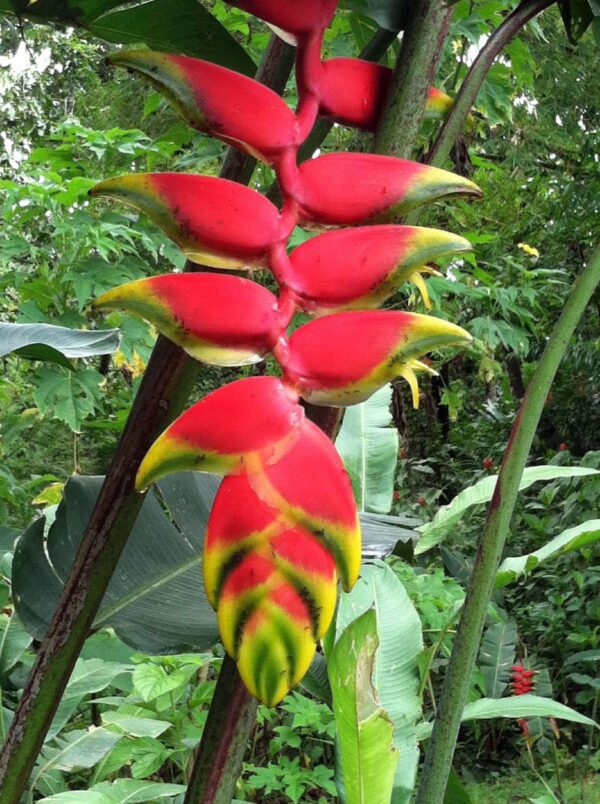 A red flower with yellow tips growing in the forest.
