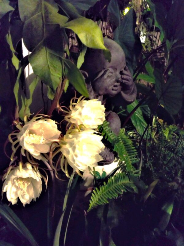A close up of some flowers and leaves