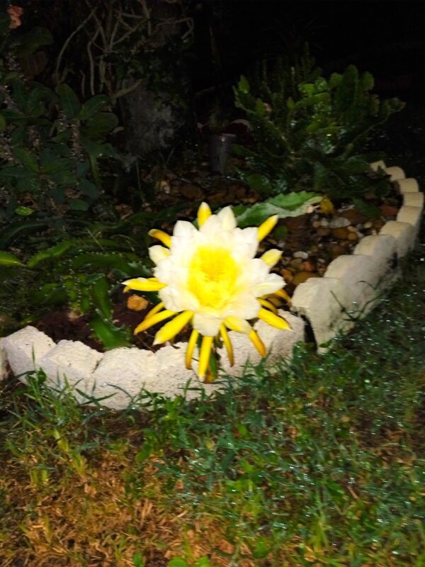 A yellow flower sitting in the middle of some grass.