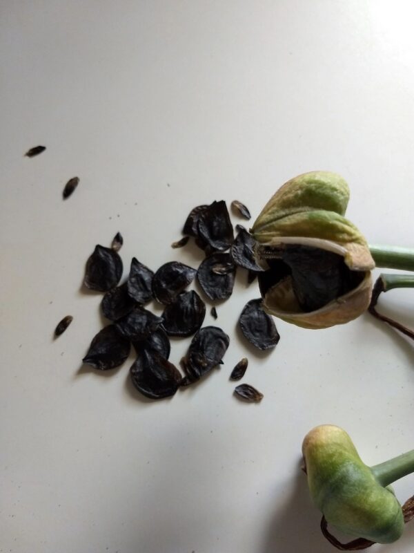 A table with some black seeds and two green plants