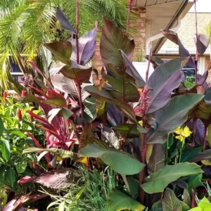 A garden with many different plants and trees.