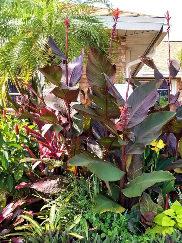 A garden with many different plants and trees.