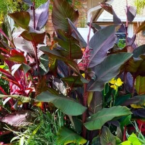 A close up of some plants in the garden