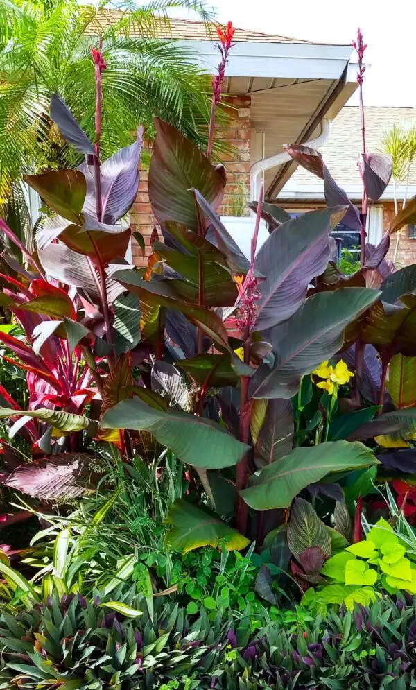 A close up of some plants in the garden
