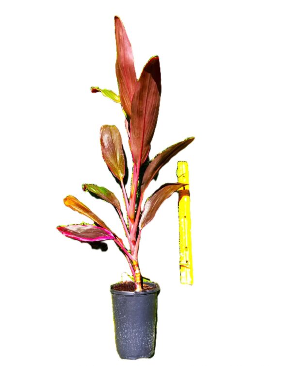A plant is shown in front of a ruler.