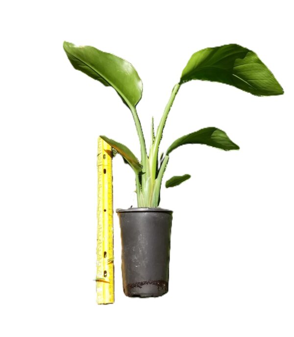 A banana peel and a plant in a pot.