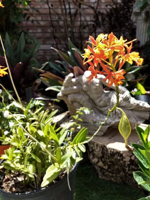 A close up of some flowers in the garden