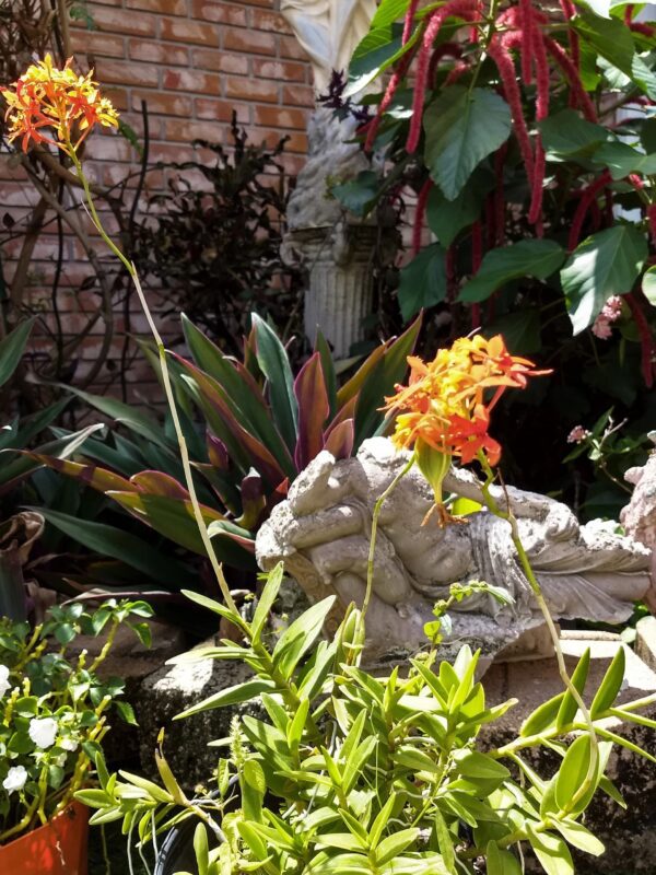 A close up of some flowers in the garden
