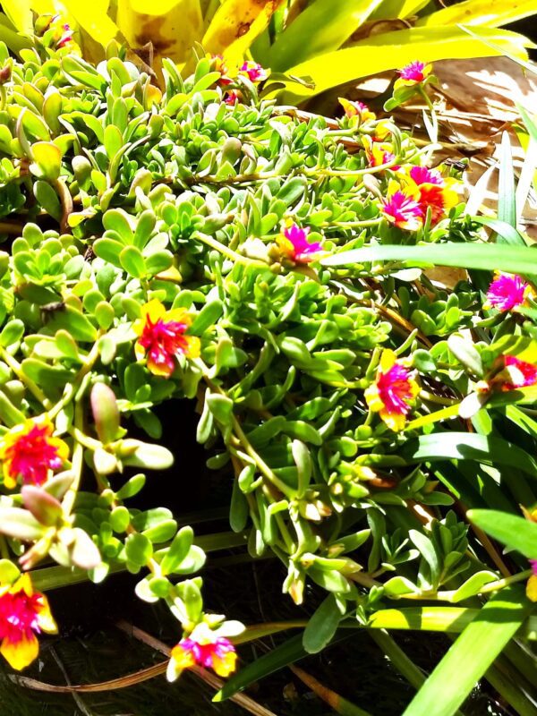 A close up of some flowers in the sun