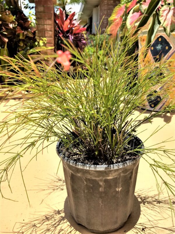 A plant is sitting in a metal pot.