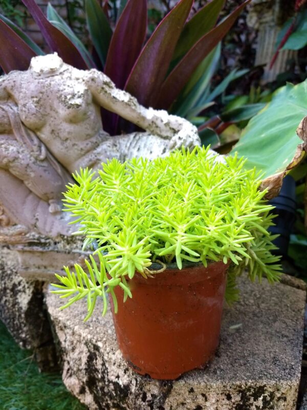 A plant in a pot on the ground