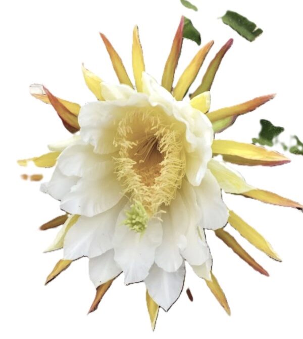 A white flower with yellow center and green leaves.