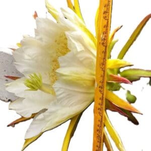 A white flower with yellow stems and leaves.
