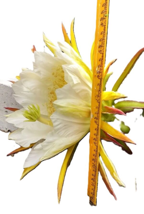 A white flower with yellow stems and leaves.