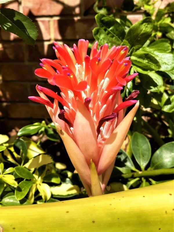 A red flower is growing in the middle of some plants.