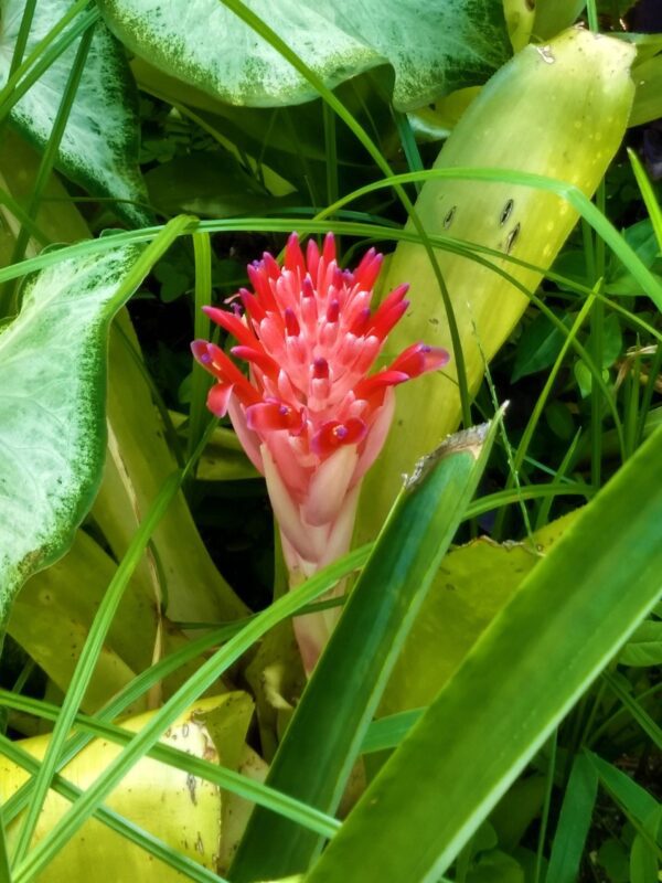 A close up of the flower in the grass.