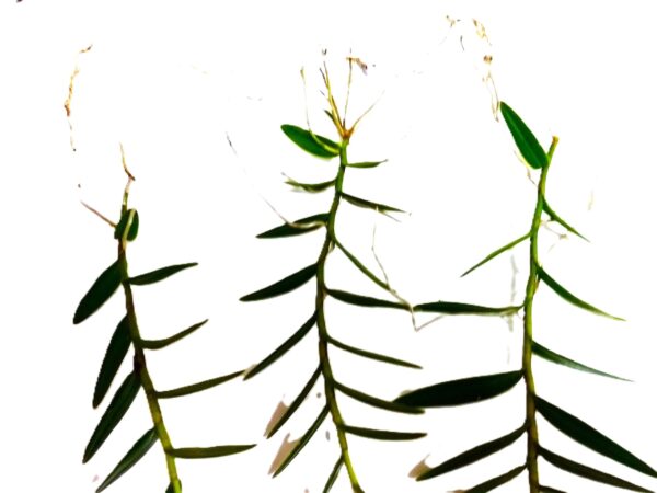 A close up of three leaves on a plant