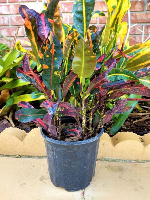 A blue pot with some purple and green plants