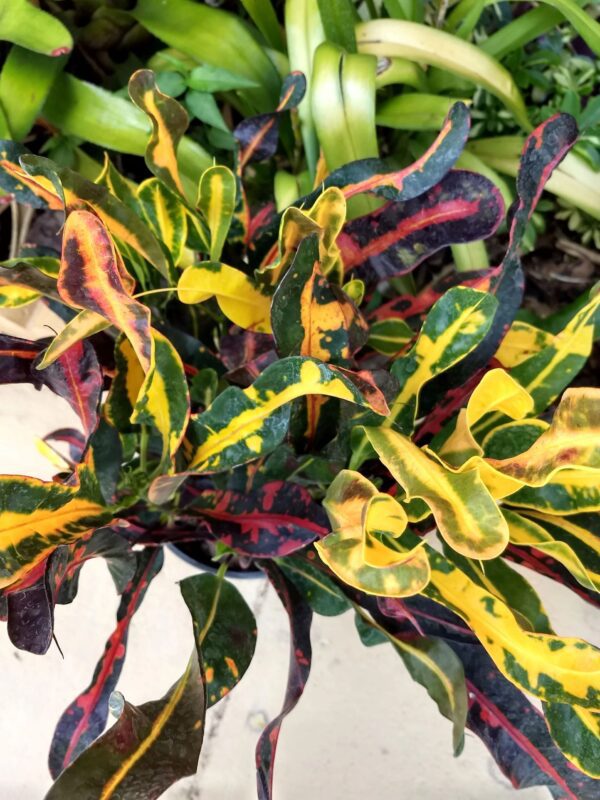 A close up of some colorful leaves on a plant