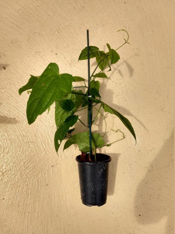 A plant is hanging on the wall