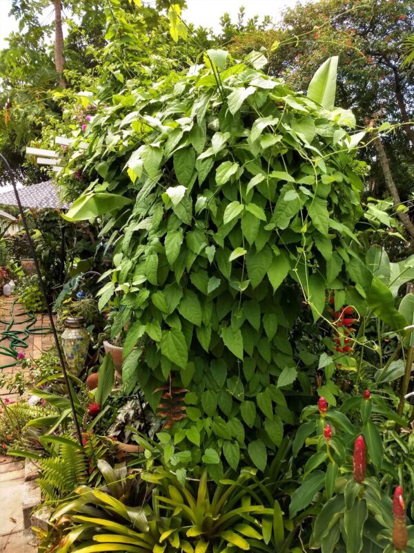 A plant that is growing in the ground.