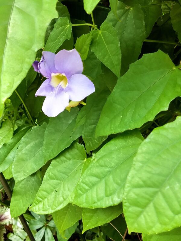 A purple flower with green leaves in the background.