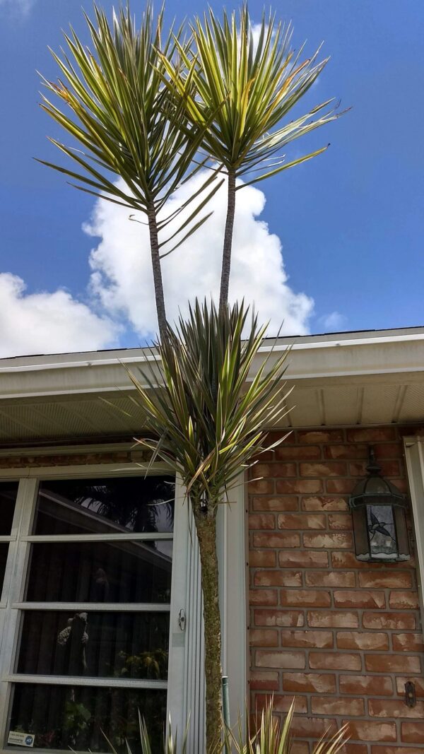A large tree is in front of the house.