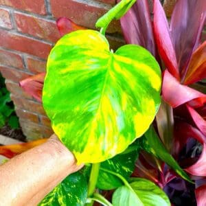A hand holding up a green leaf in front of some plants.