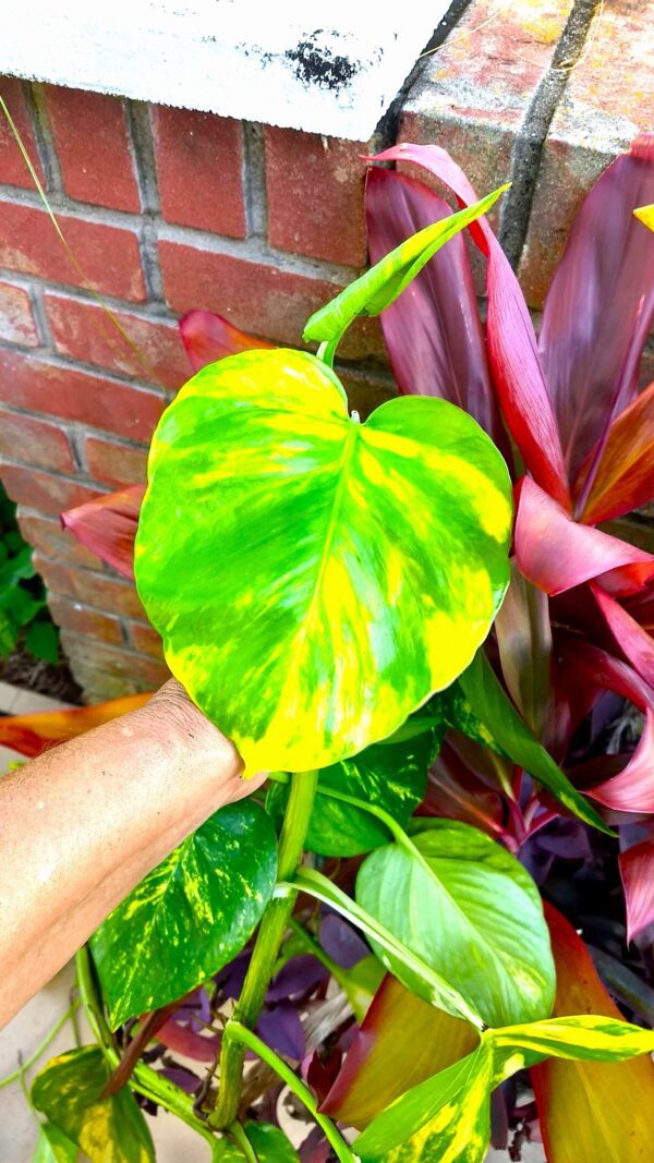 A hand holding up a green leaf in front of some plants.
