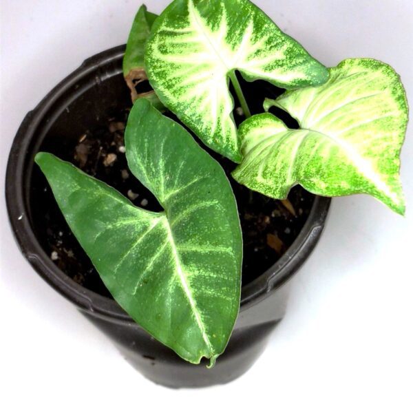 A plant that is in a pot on the ground.