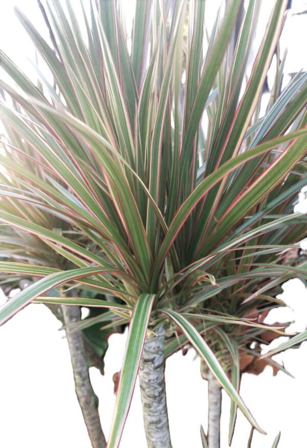 A close up of the leaves on a plant