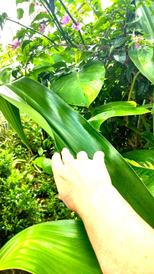 A person holding up a plant in the forest.