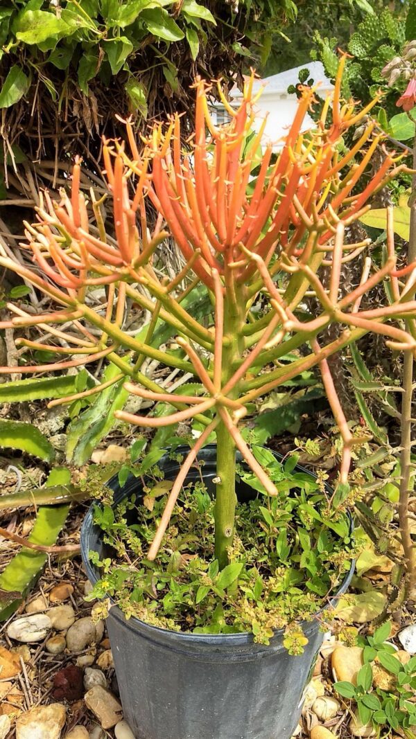 A close up of the stems and leaves of a plant.