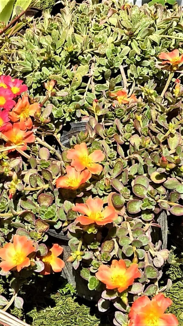 A close up of some flowers in the grass