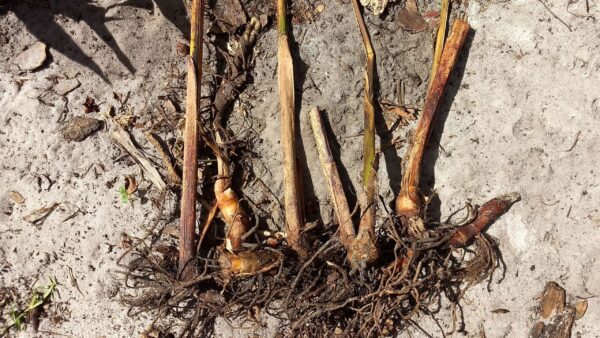 A group of plants that are growing in the ground.