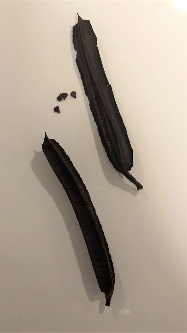 Two black beans are on a white surface.