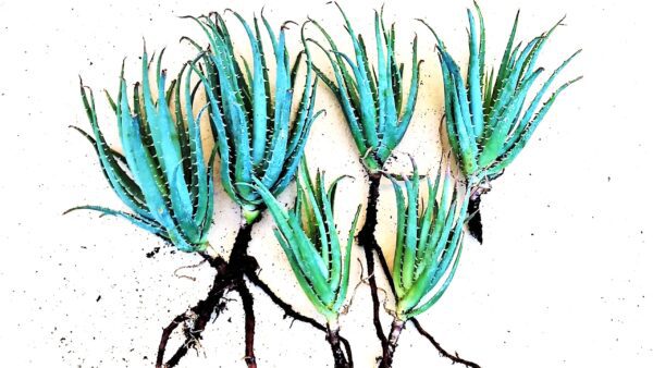 A group of blue plants that are growing in the ground.