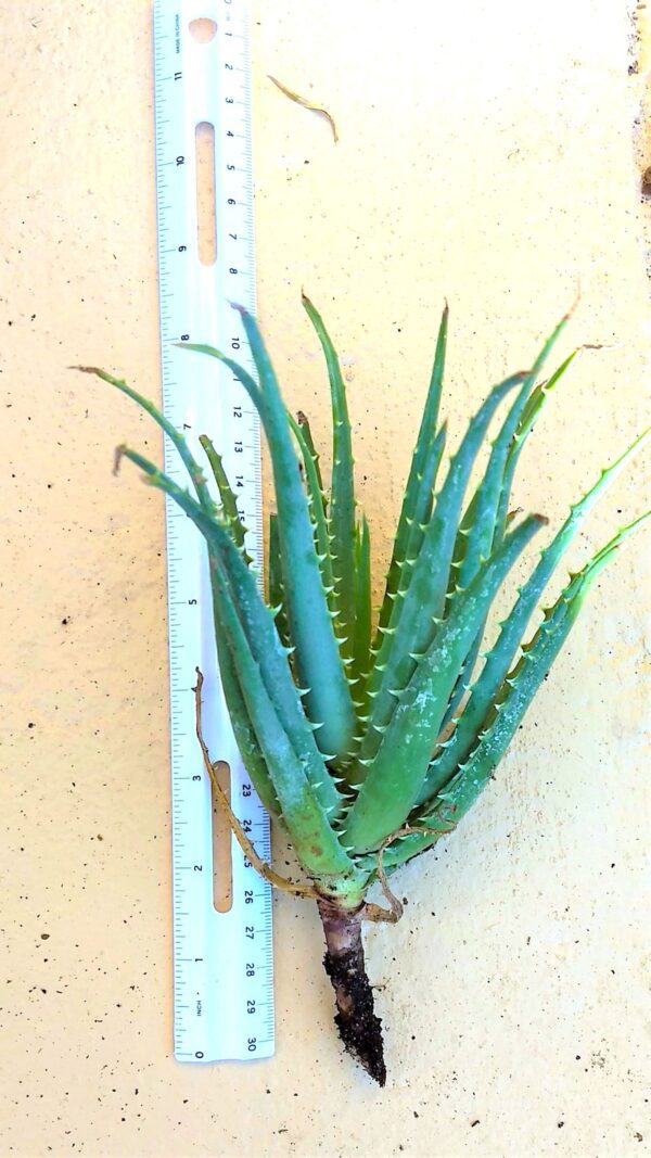 A plant is shown next to a ruler.