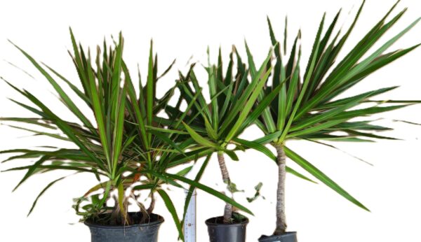 Three potted plants are sitting in a row.