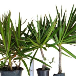 Three potted plants are sitting in a row.