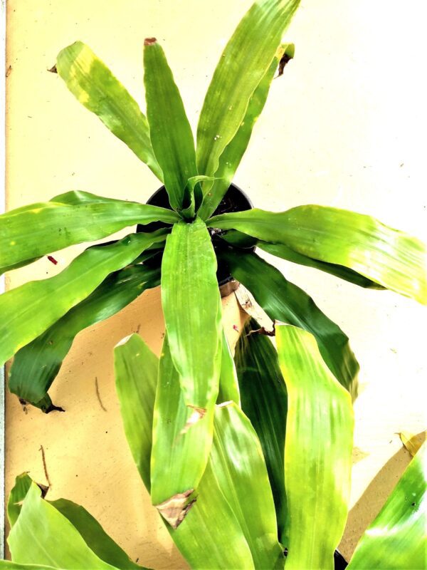 A plant that is growing in the ground.